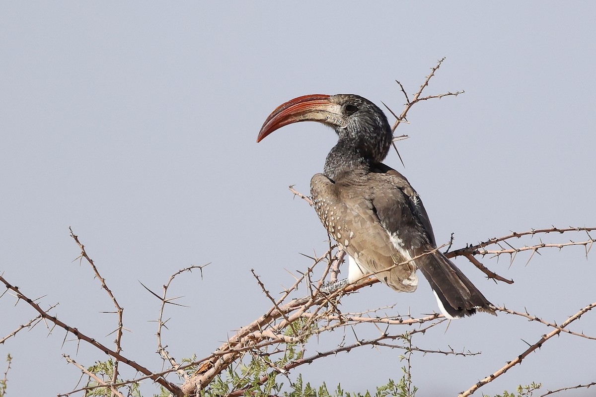 Monteiro's Hornbill - Daniel Engelbrecht - Birding Ecotours