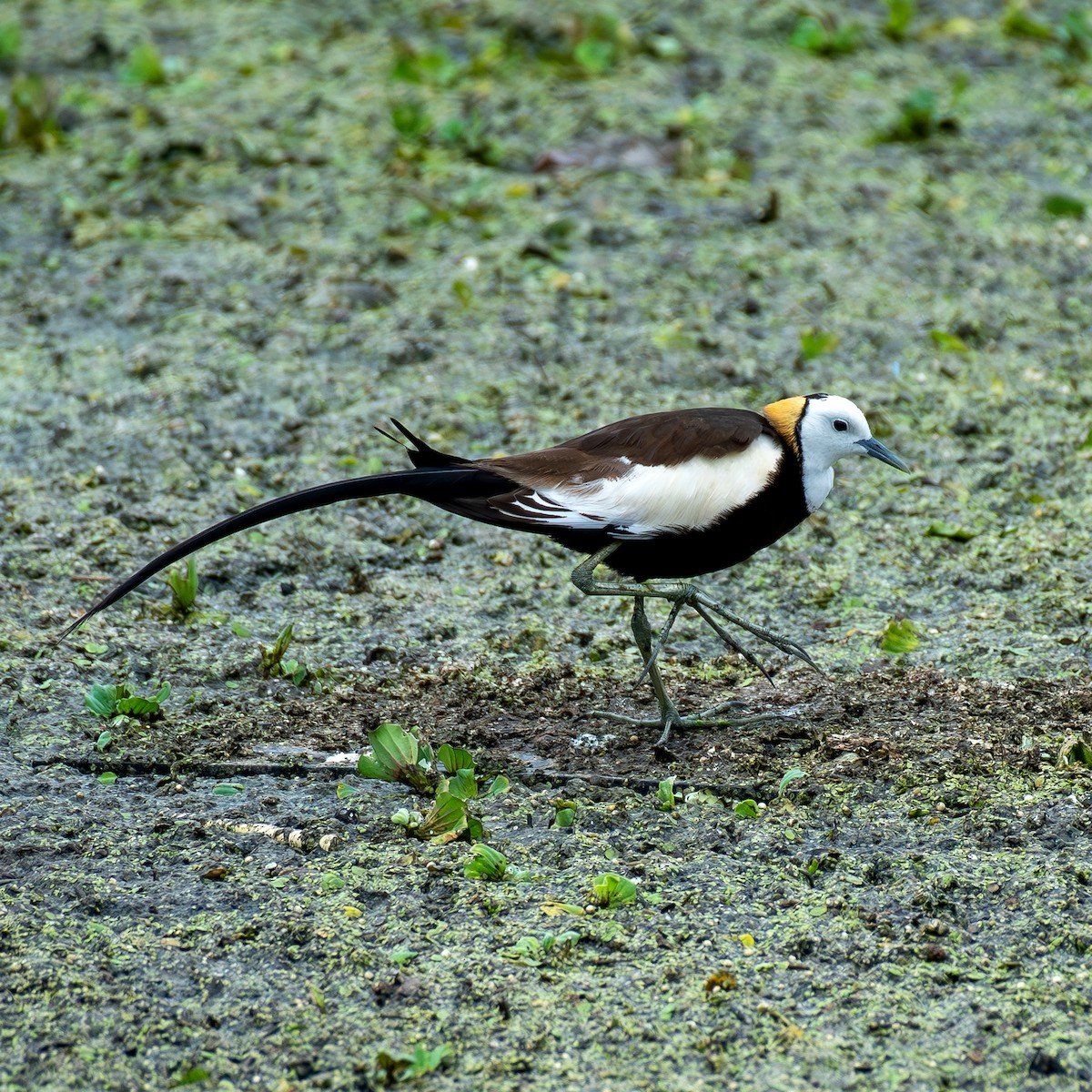 Pheasant-tailed Jacana - Kalyan Gantait
