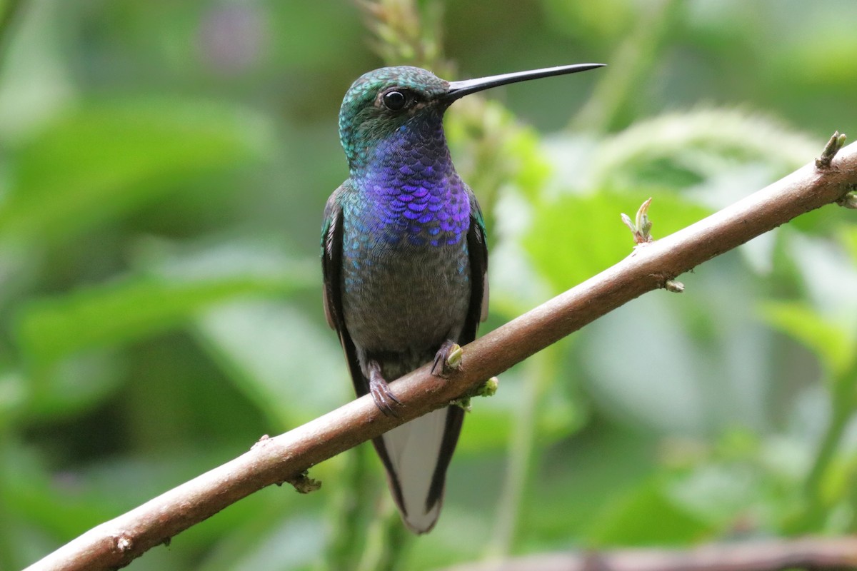 kolibřík zelenohřbetý - ML620987458