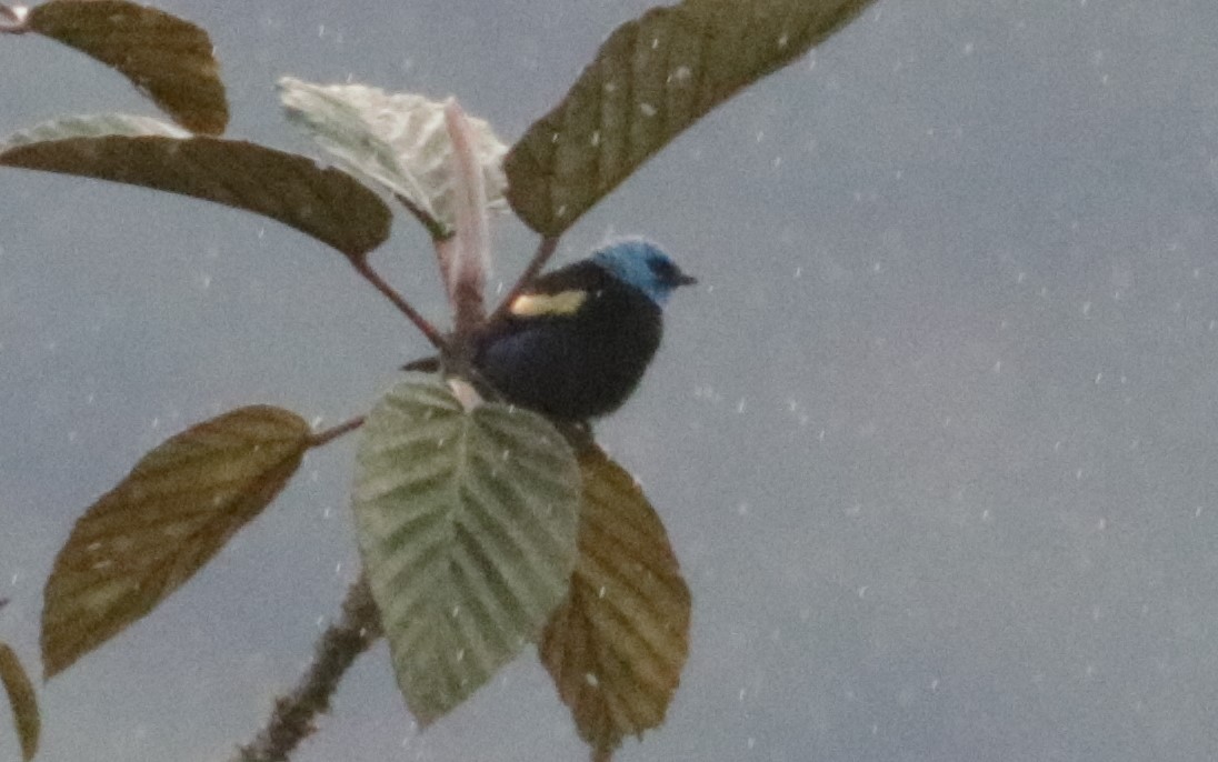 Blue-necked Tanager - ML620987516