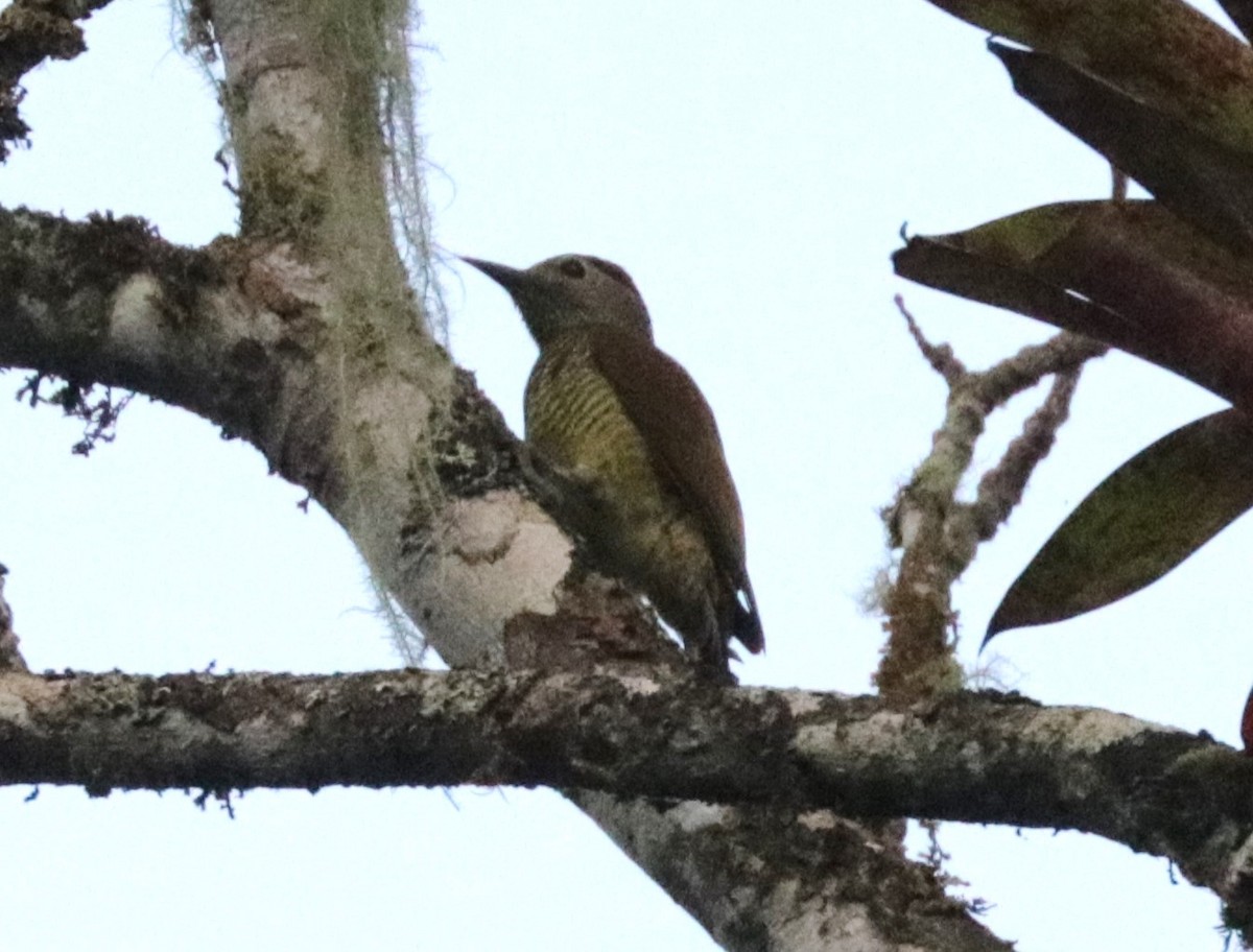 Golden-olive Woodpecker - ML620987527