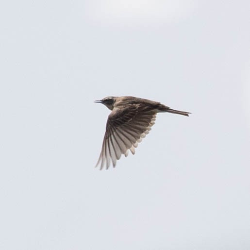 Water Pipit - ML620987553