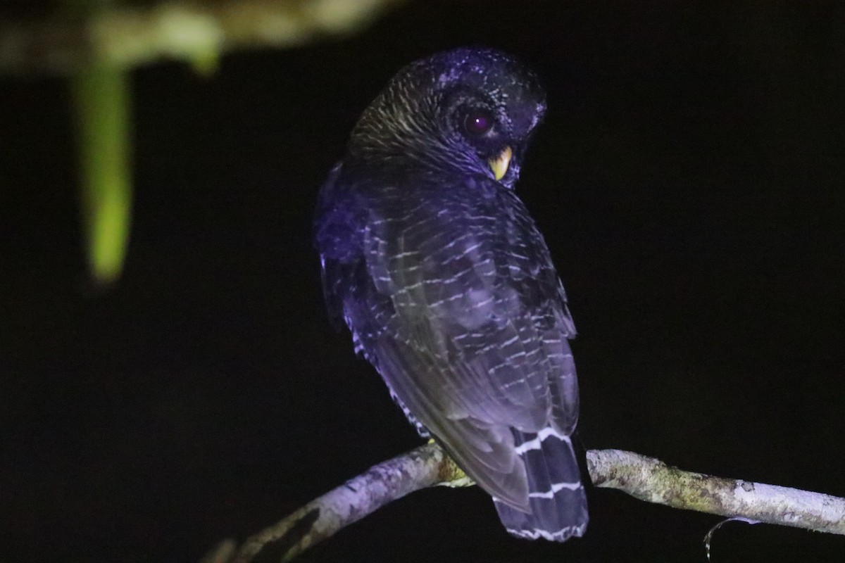 Black-banded Owl - ML620987598