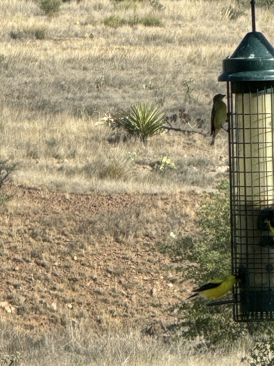American Goldfinch - ML620987601