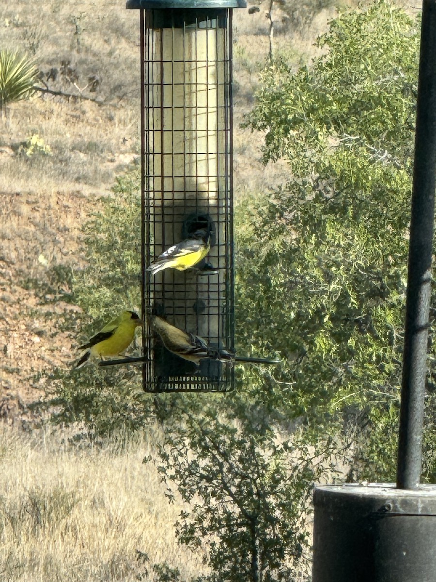 American Goldfinch - ML620987602