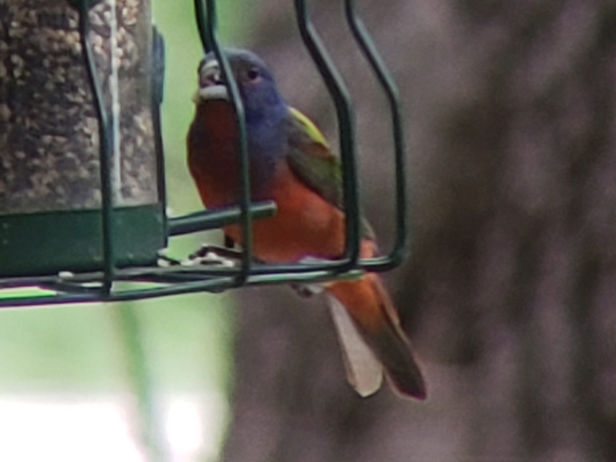 Painted Bunting - ML620987606