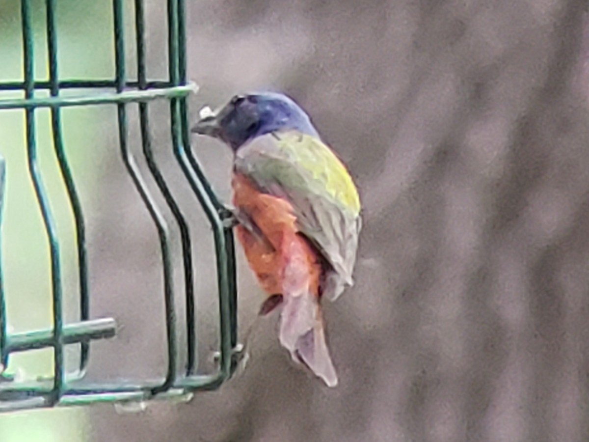 Painted Bunting - ML620987607