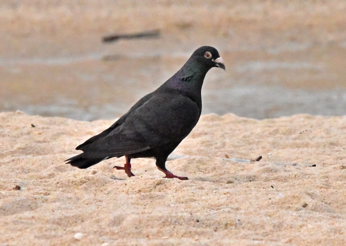 Rock Pigeon (Feral Pigeon) - ML620987611