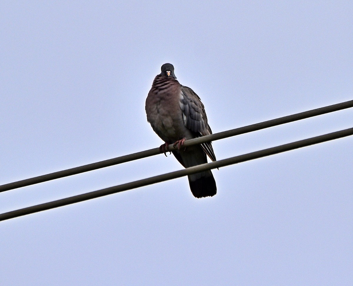 Common Wood-Pigeon - ML620987615