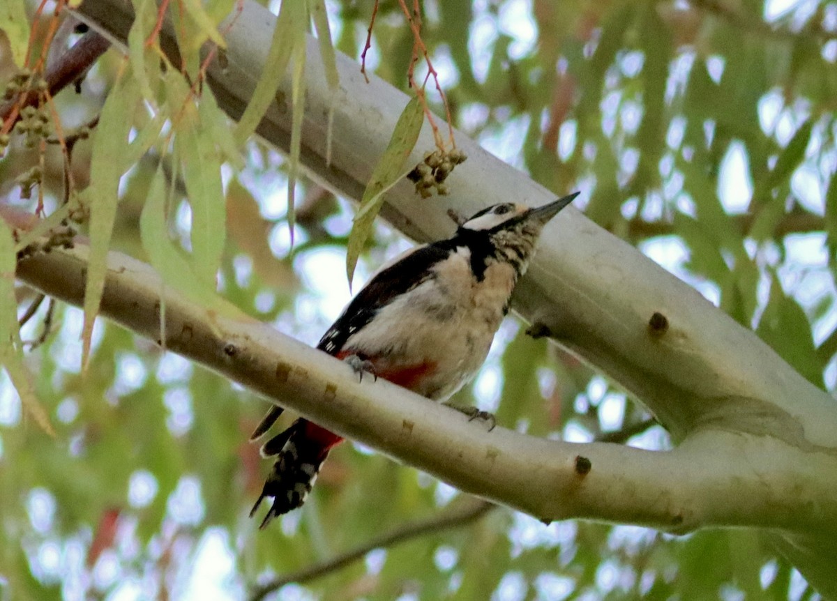 Great Spotted Woodpecker - ML620987623