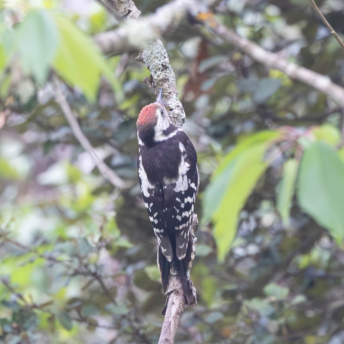 Middle Spotted Woodpecker - ML620987634