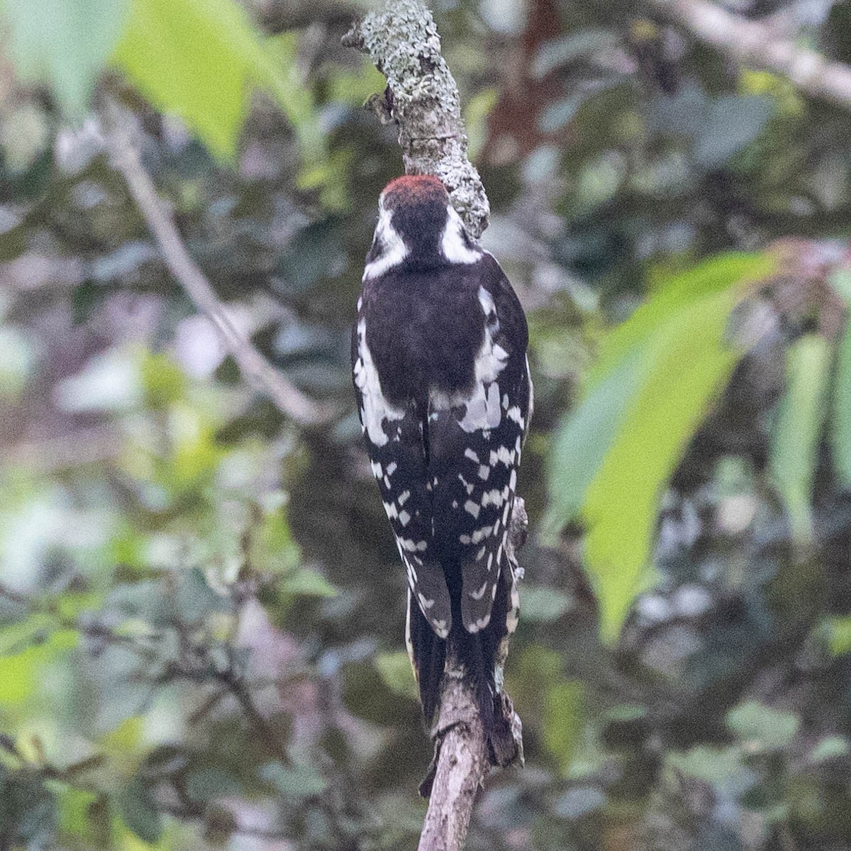 Middle Spotted Woodpecker - ML620987635