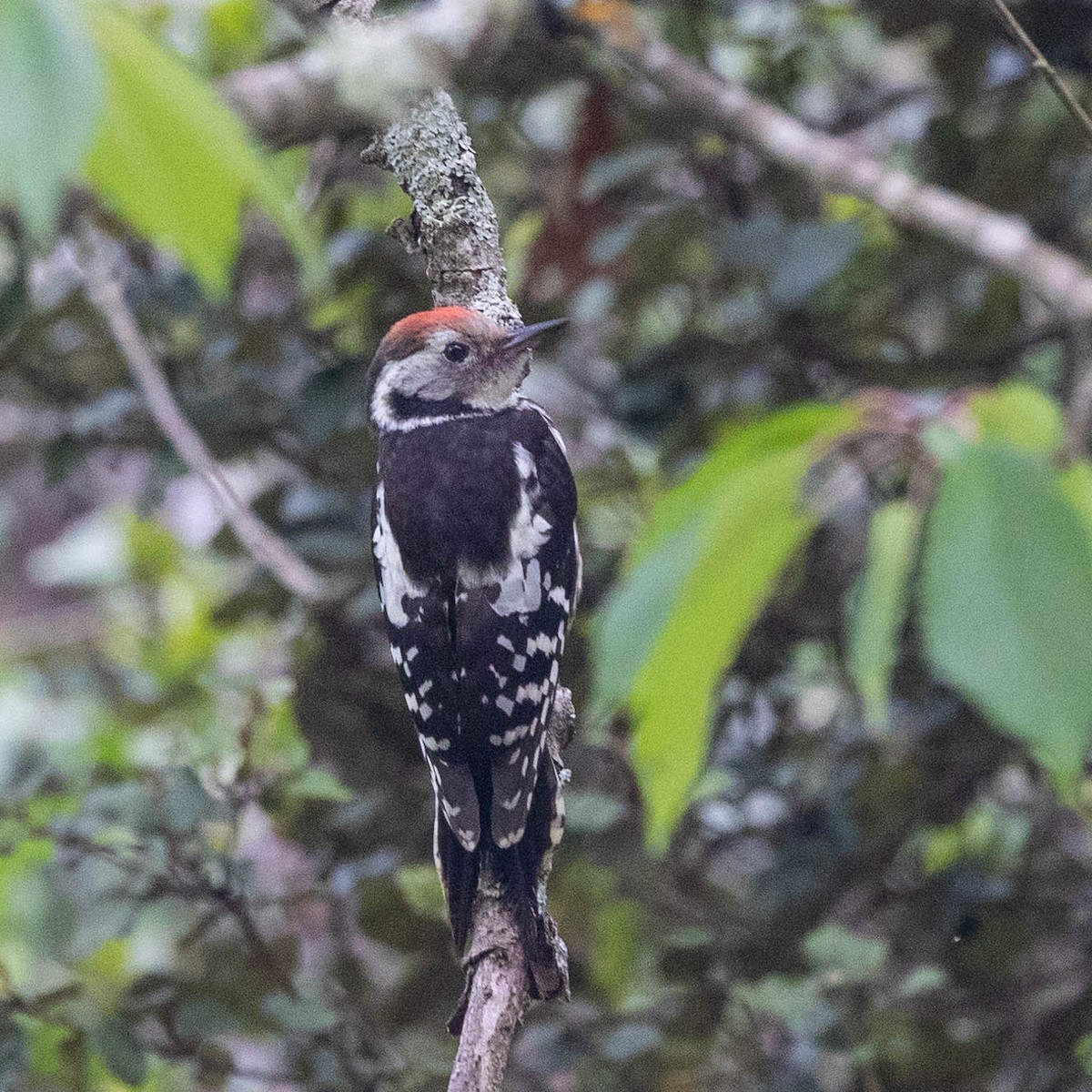 Middle Spotted Woodpecker - ML620987636
