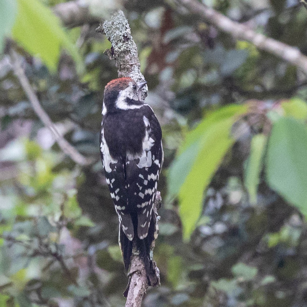 Middle Spotted Woodpecker - ML620987637