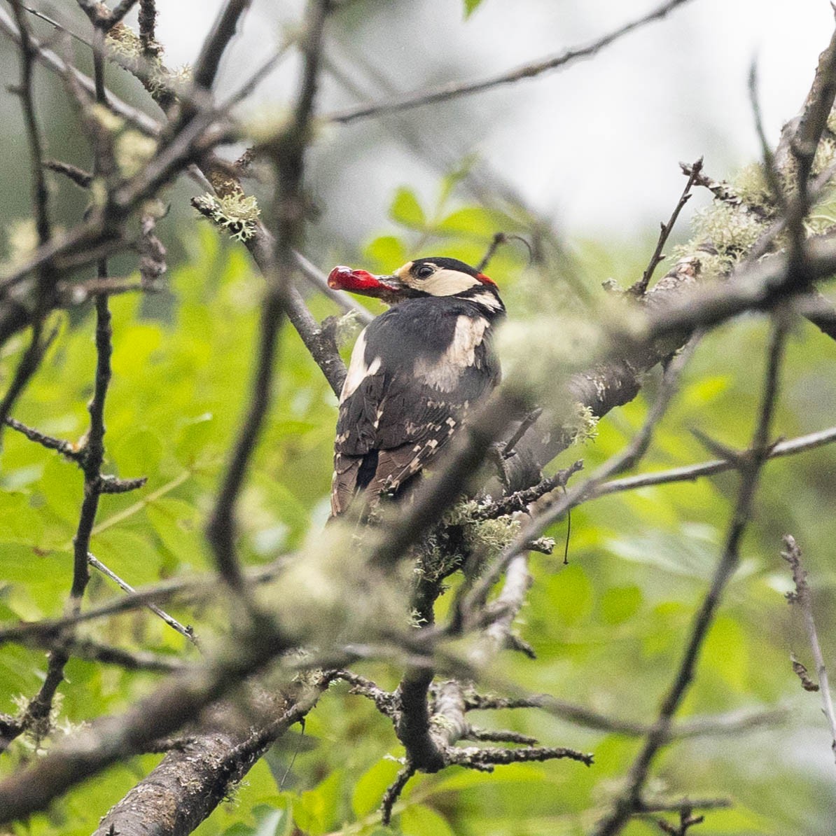 Great Spotted Woodpecker - ML620987645