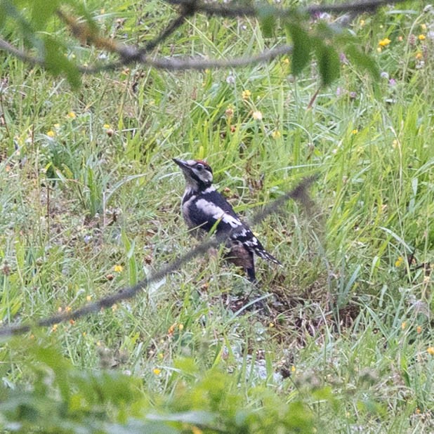 Great Spotted Woodpecker - ML620987646