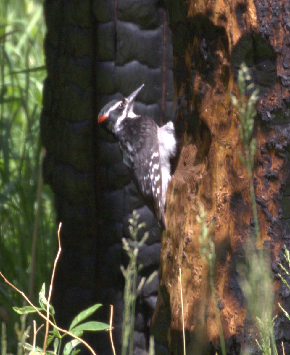 Hairy Woodpecker - ML620987661