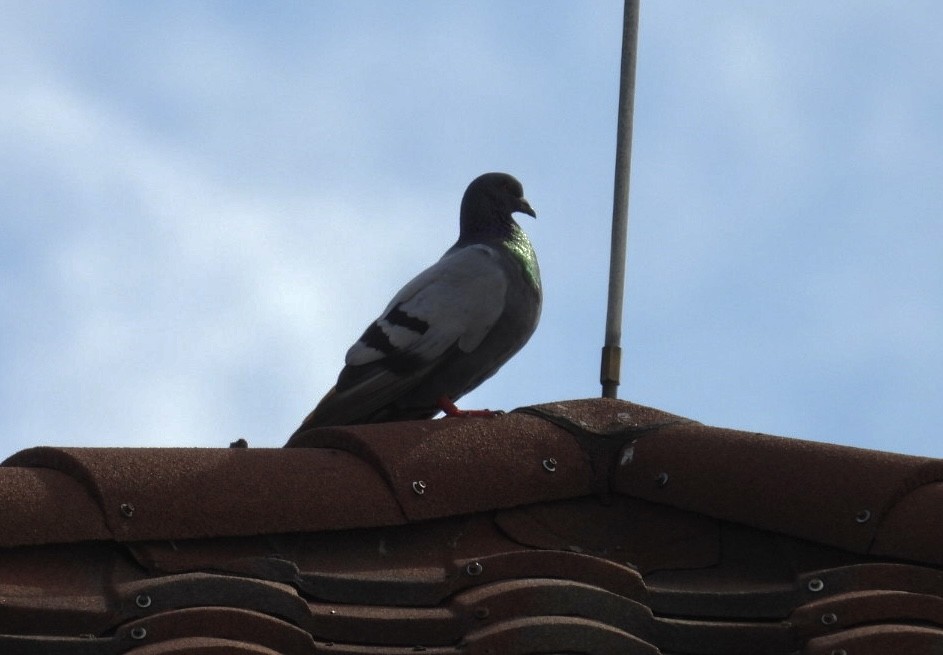 Rock Pigeon (Feral Pigeon) - ML620987673