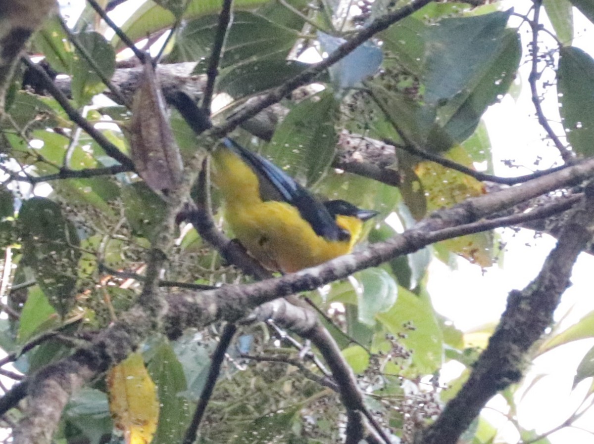 Blue-winged Mountain Tanager - ML620987703