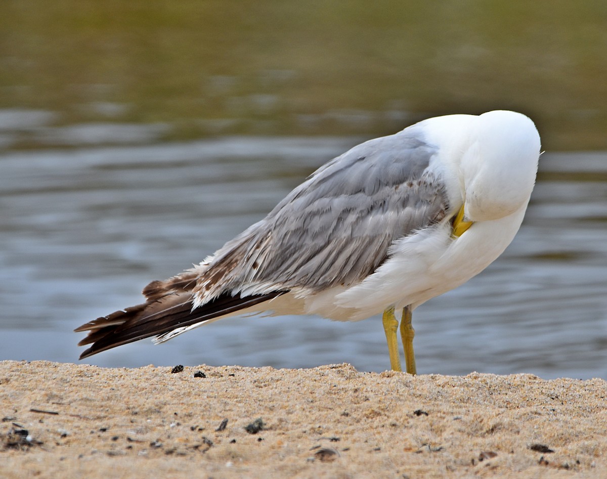 Yellow-legged Gull - ML620987709