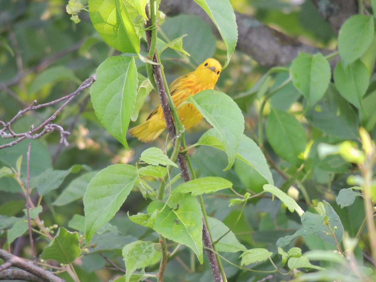 Yellow Warbler - ML620987746