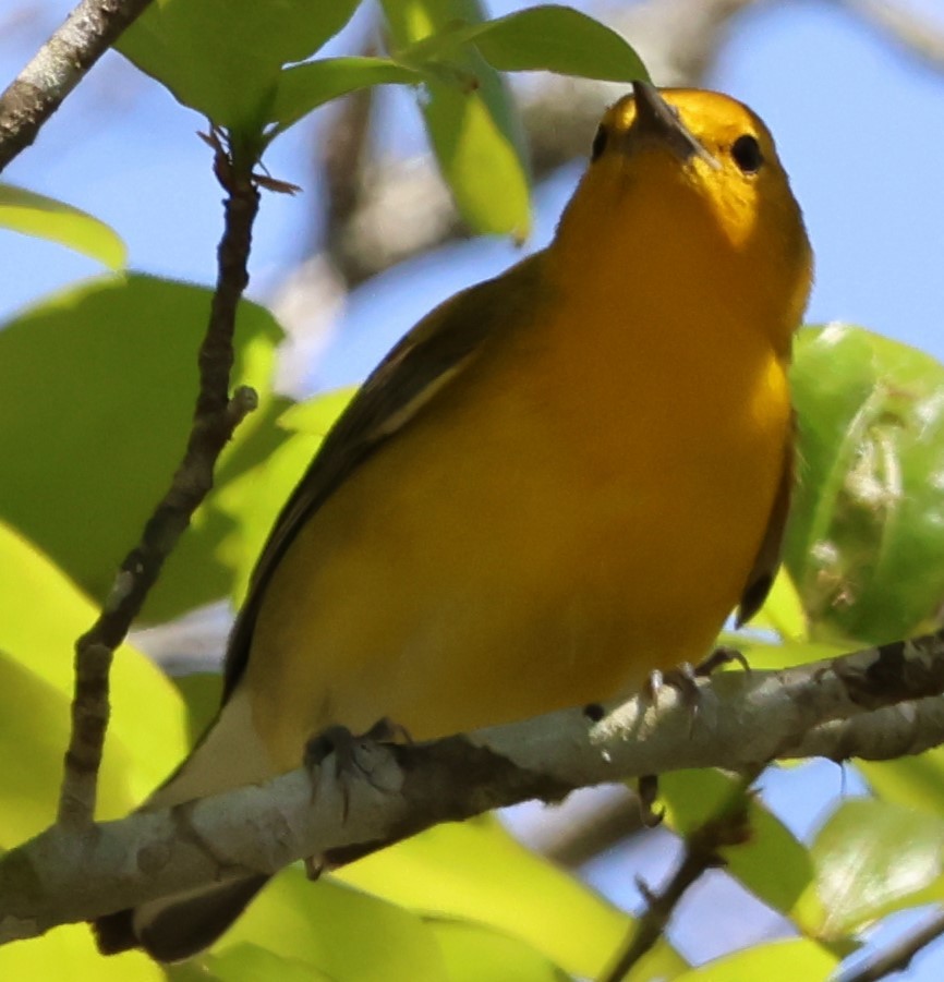 Prothonotary Warbler - ML620987759
