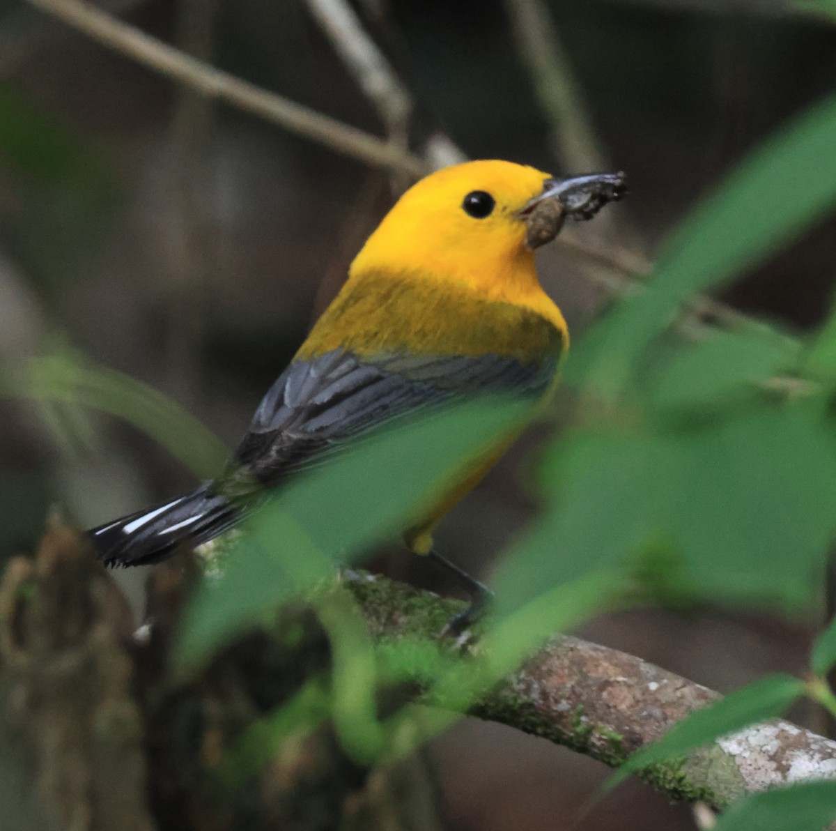 Prothonotary Warbler - ML620987760