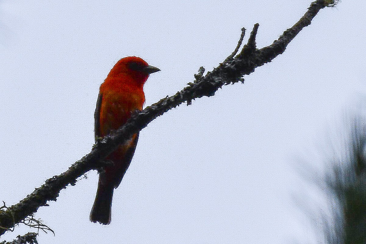 Scarlet Tanager - ML620987764
