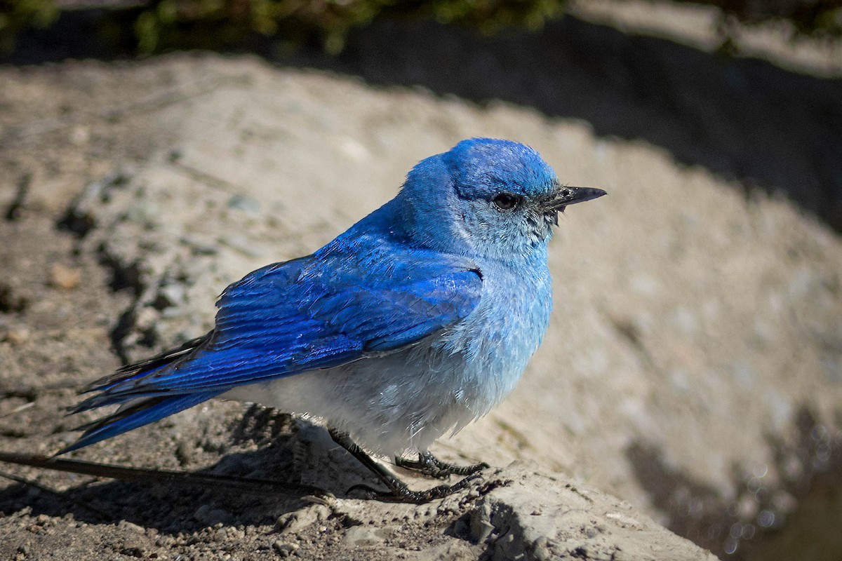 Mountain Bluebird - ML620987766