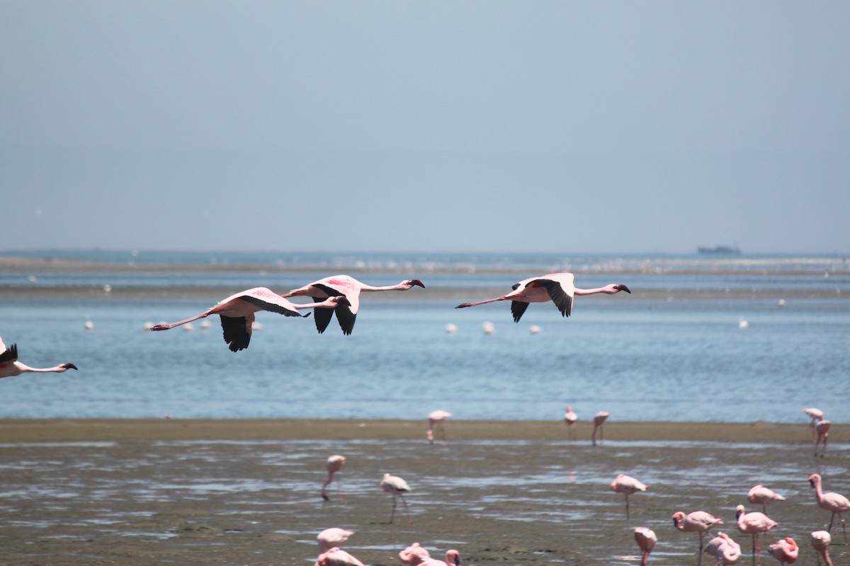Lesser Flamingo - Cameron Blair