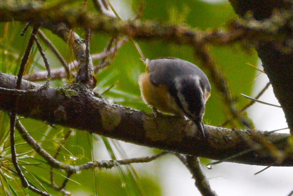 Red-breasted Nuthatch - ML620987804