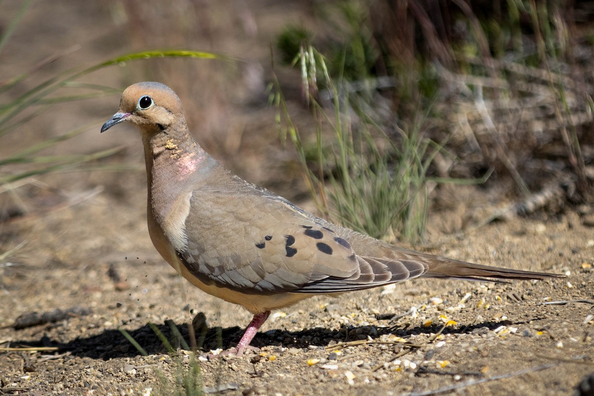 Mourning Dove - Skip Russell