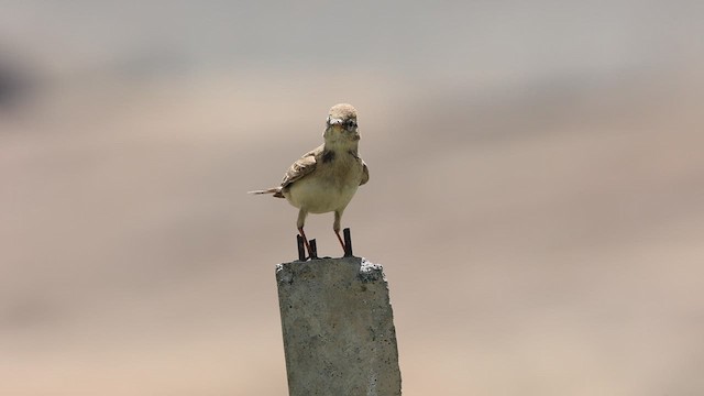 Hume's Lark - ML620987895