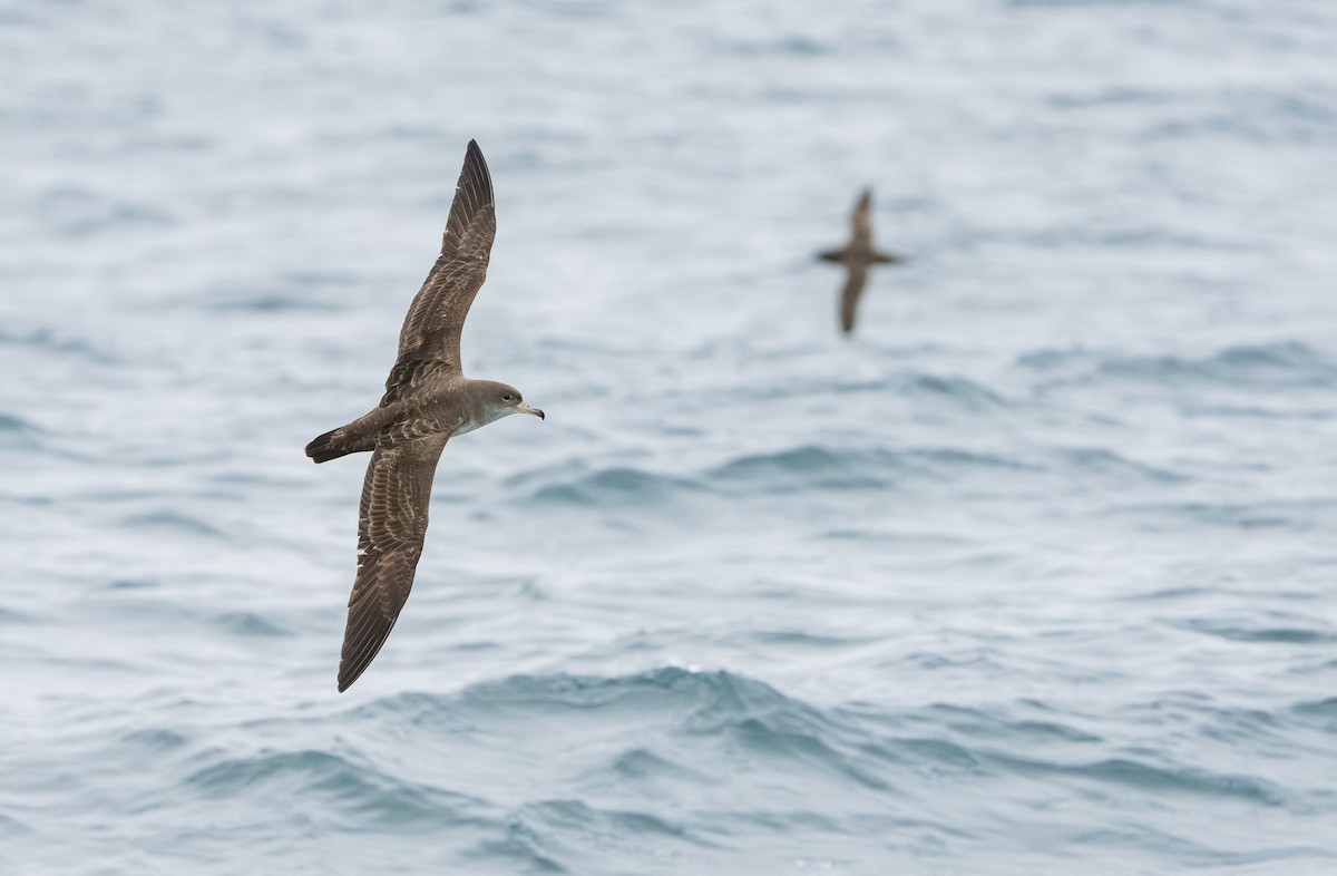 Pink-footed Shearwater - Stephen Menzie