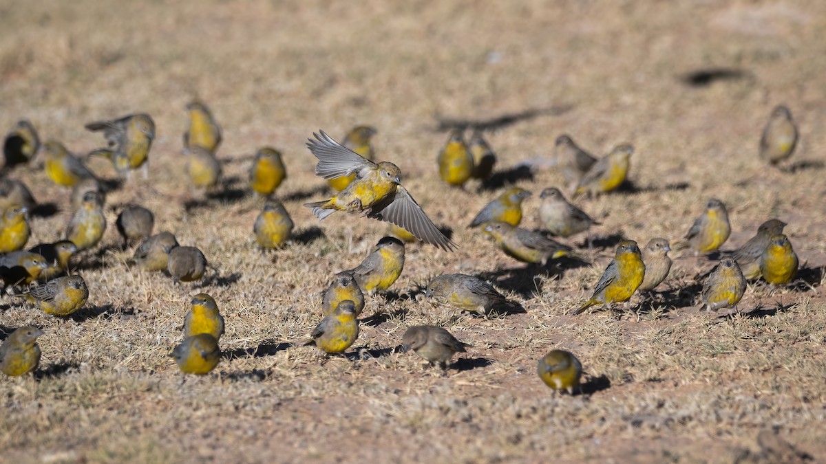 Bright-rumped Yellow-Finch - ML620987943