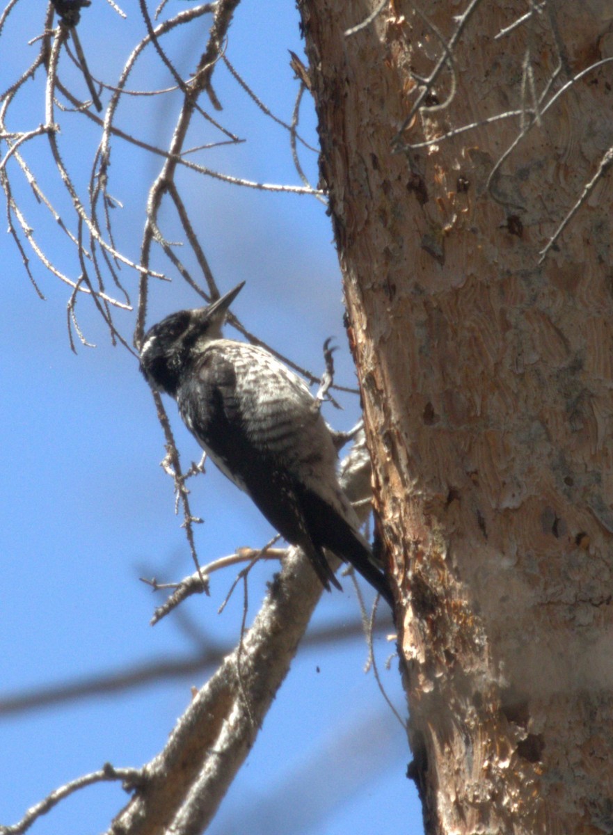 American Three-toed Woodpecker - ML620987978