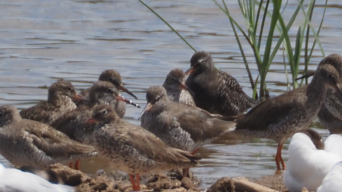 Spotted Redshank - ML620987980