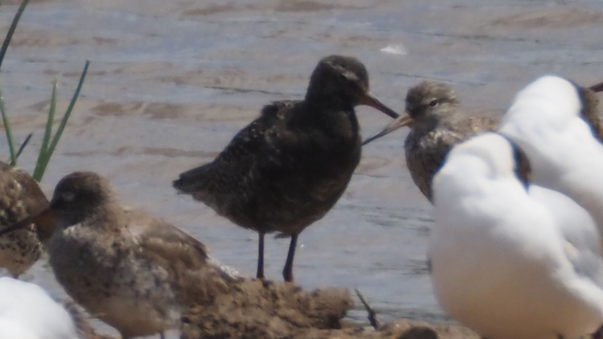 Spotted Redshank - ML620987981