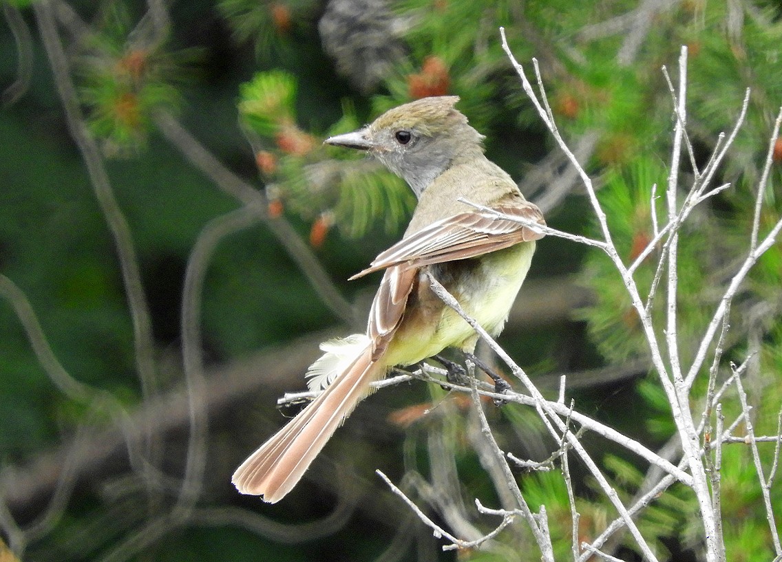 Great Crested Flycatcher - ML620987990