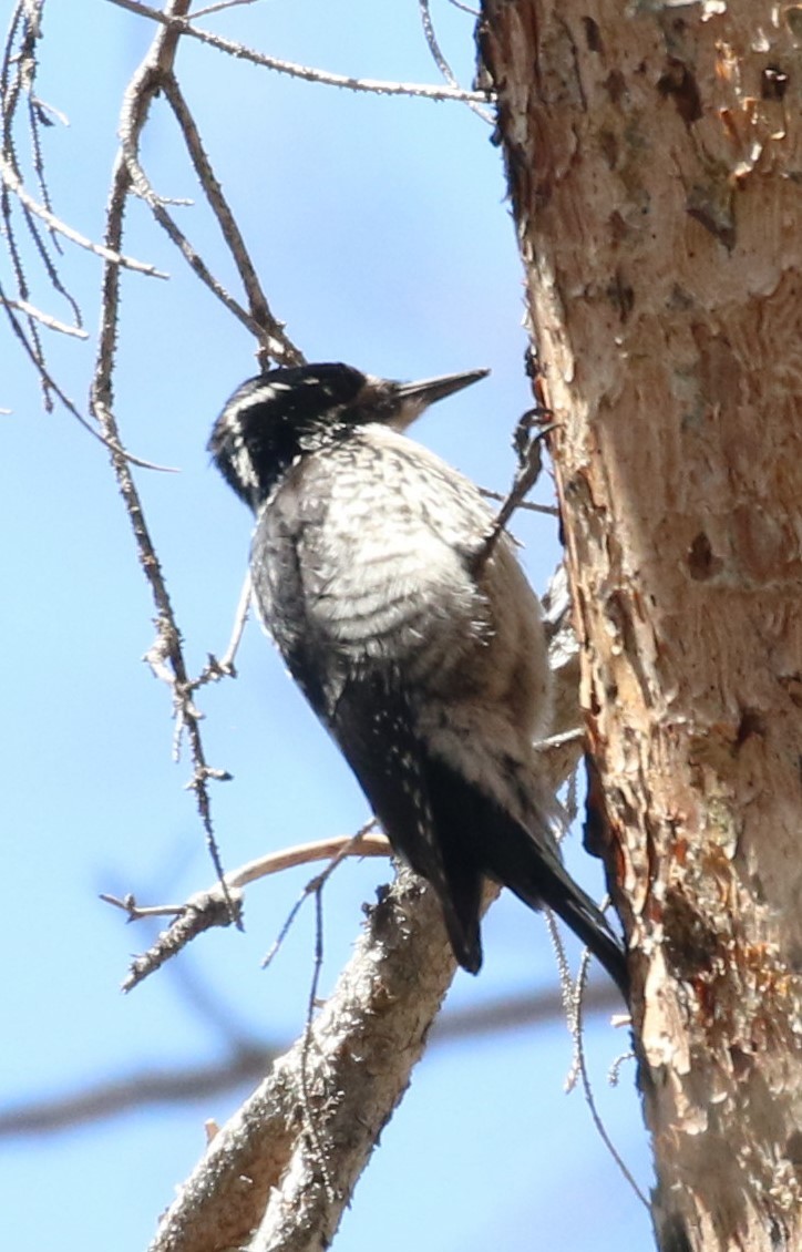 American Three-toed Woodpecker - Don Coons
