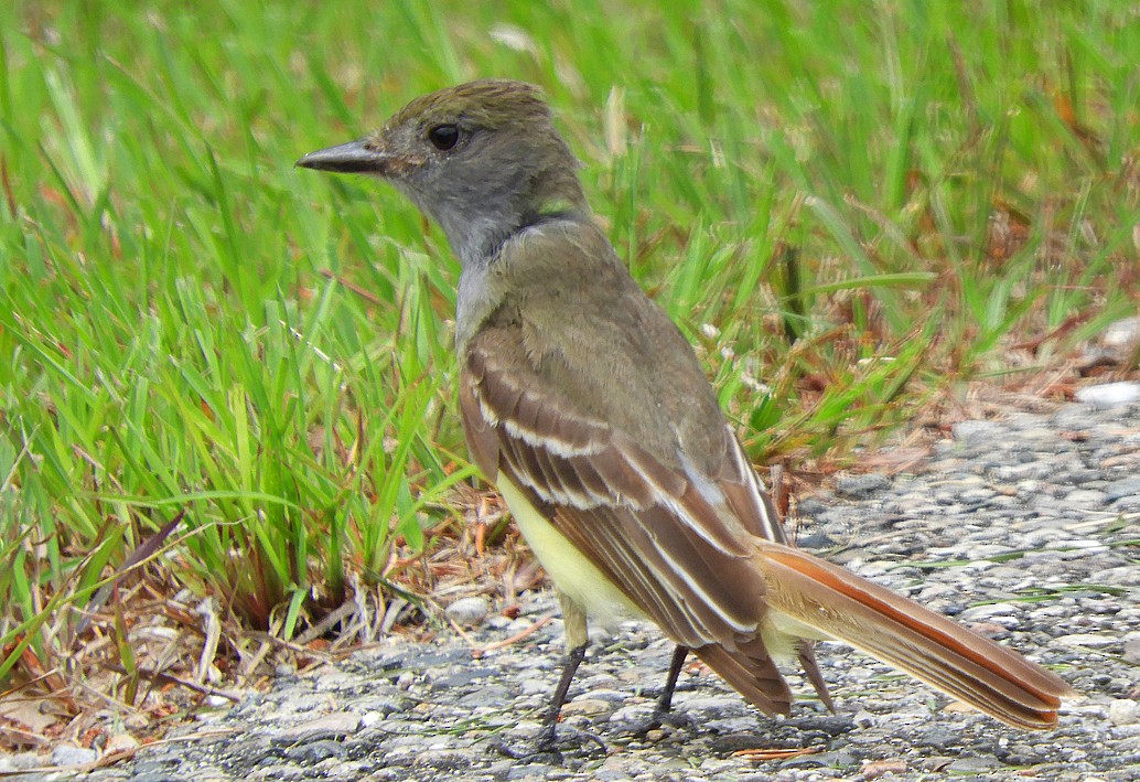 Great Crested Flycatcher - Kristin and John Anderson-Bricker
