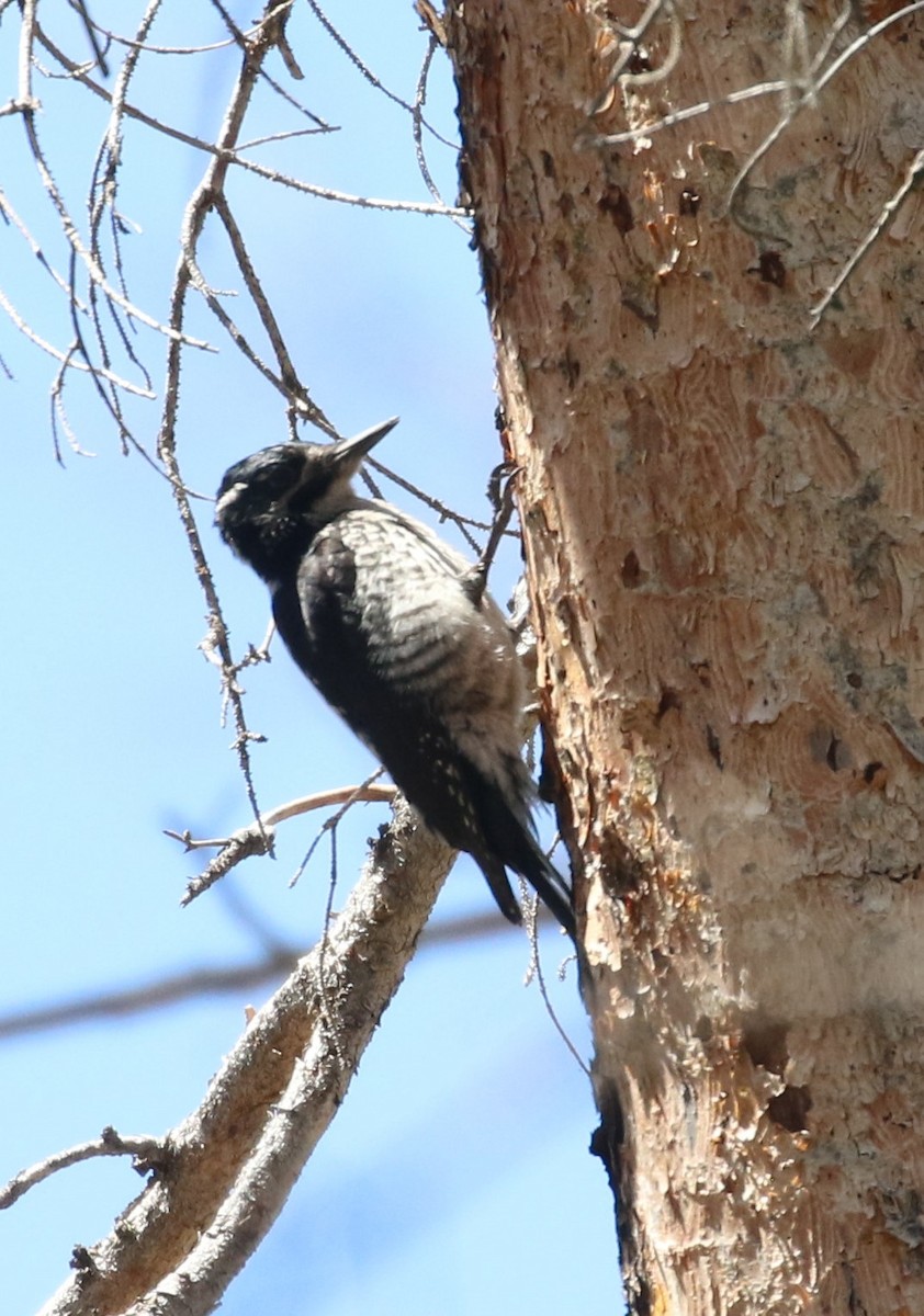 American Three-toed Woodpecker - ML620987997