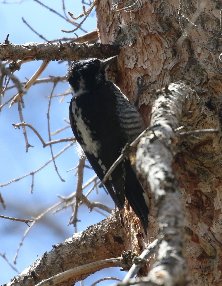 American Three-toed Woodpecker - Don Coons