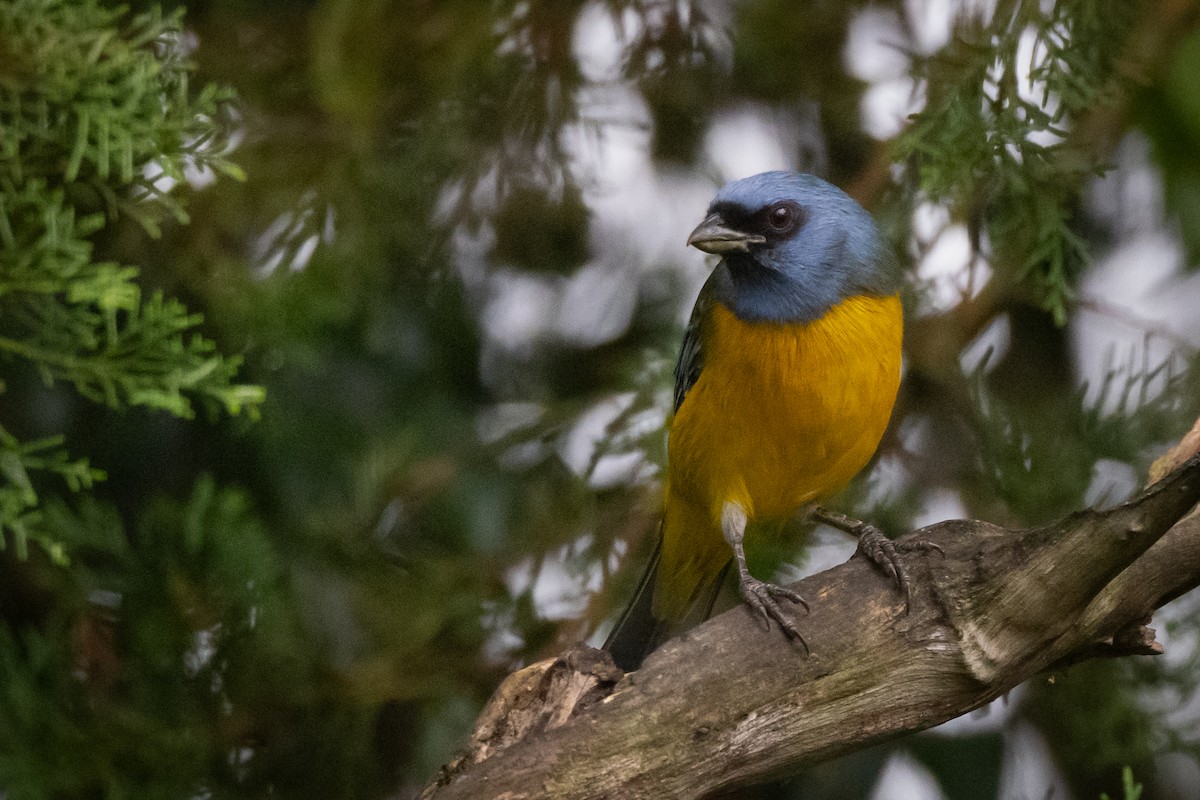 Blue-gray Tanager - ML620988111