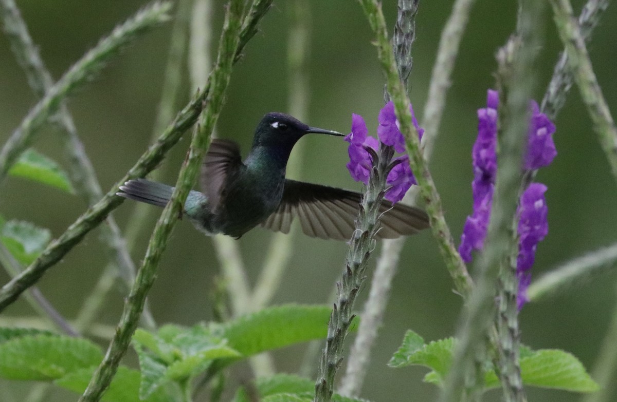 Violet-headed Hummingbird - Émile Brisson-Curadeau