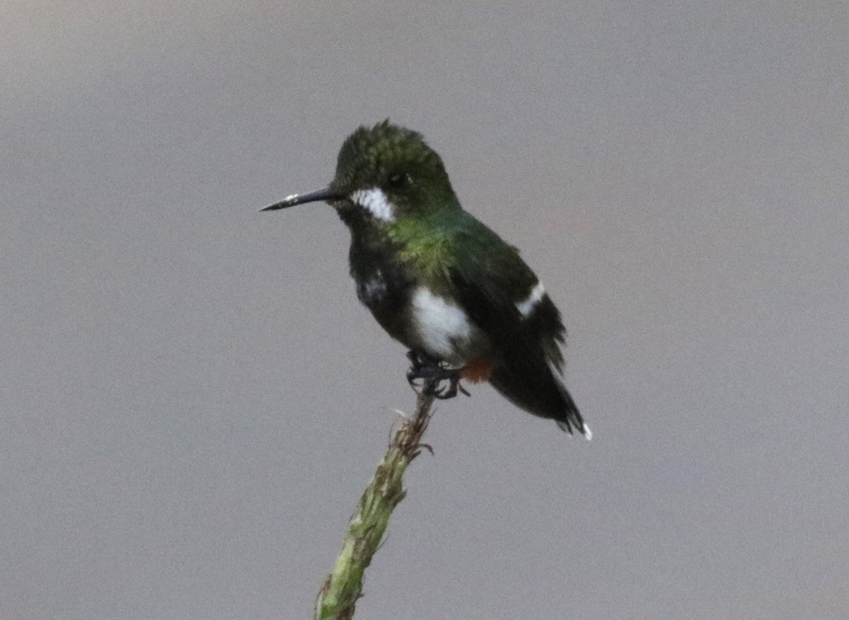 Wire-crested Thorntail - ML620988147