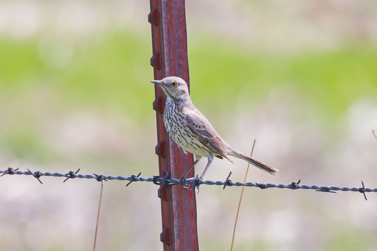 Sage Thrasher - ML620988172