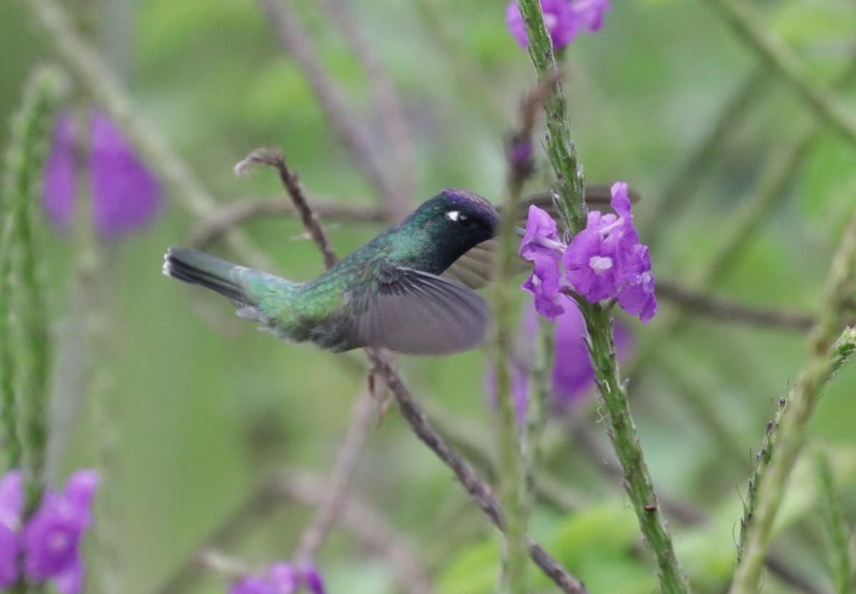 Violet-headed Hummingbird - ML620988174