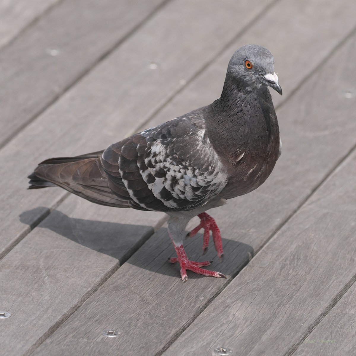 Rock Pigeon (Feral Pigeon) - ML620988182