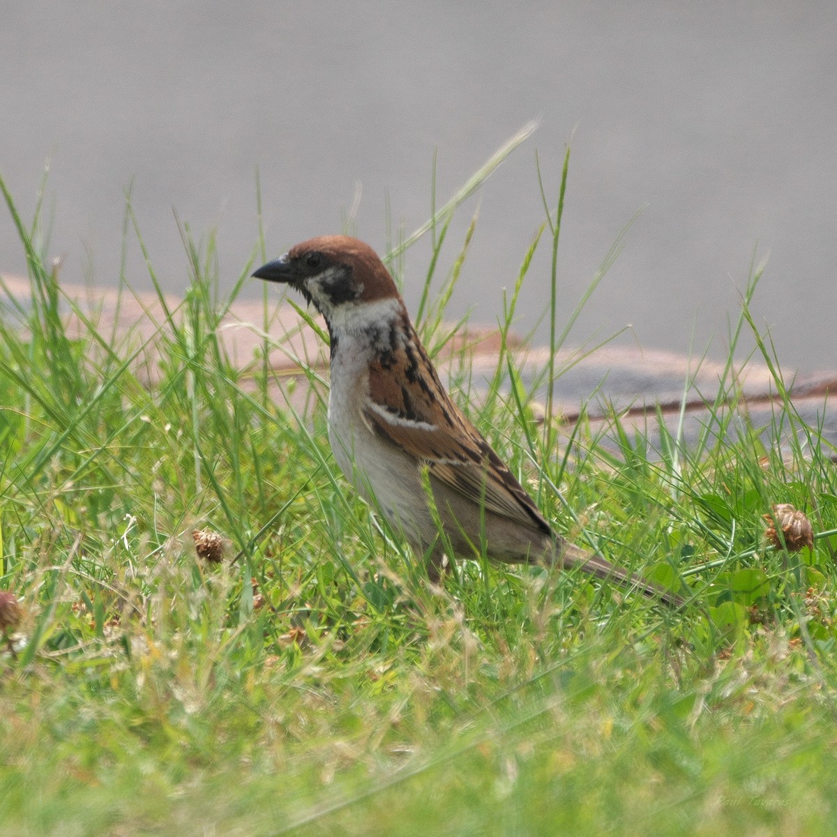 Eurasian Tree Sparrow - ML620988187